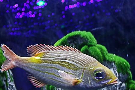 小孩可以吃海马吗 名贵中药小孩慎吃