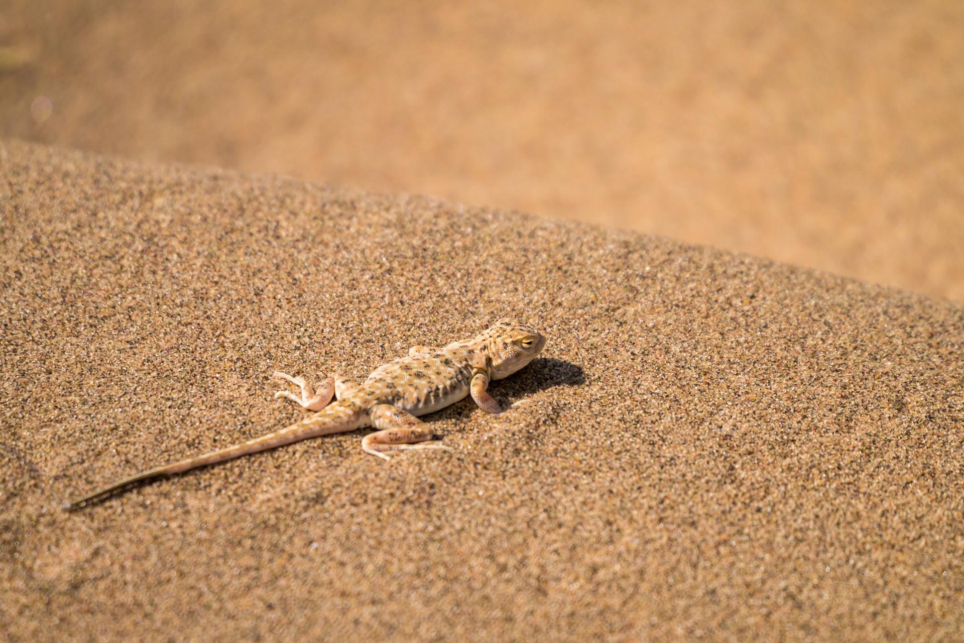 家里有壁虎什么征兆