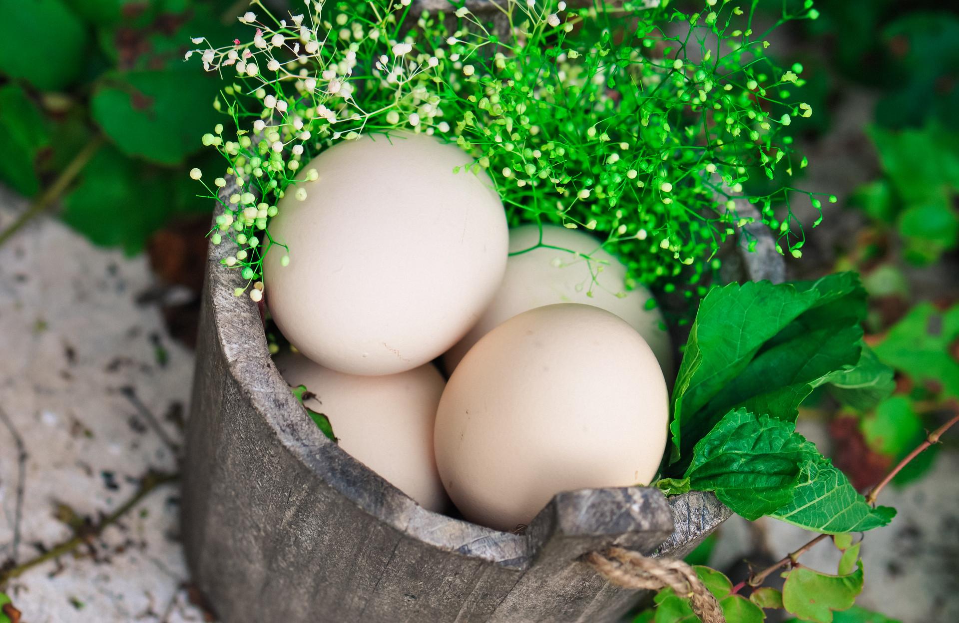 吃鹅蛋可以预防新生儿黄疸吗
