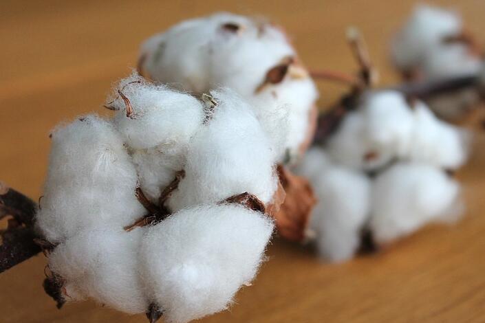 棉花籽治心脏病偏方