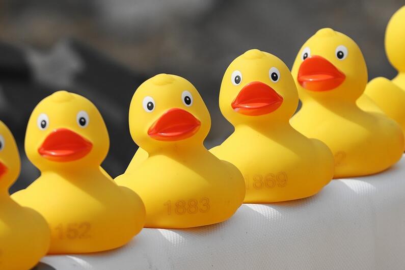 小鸭交朋友的故事