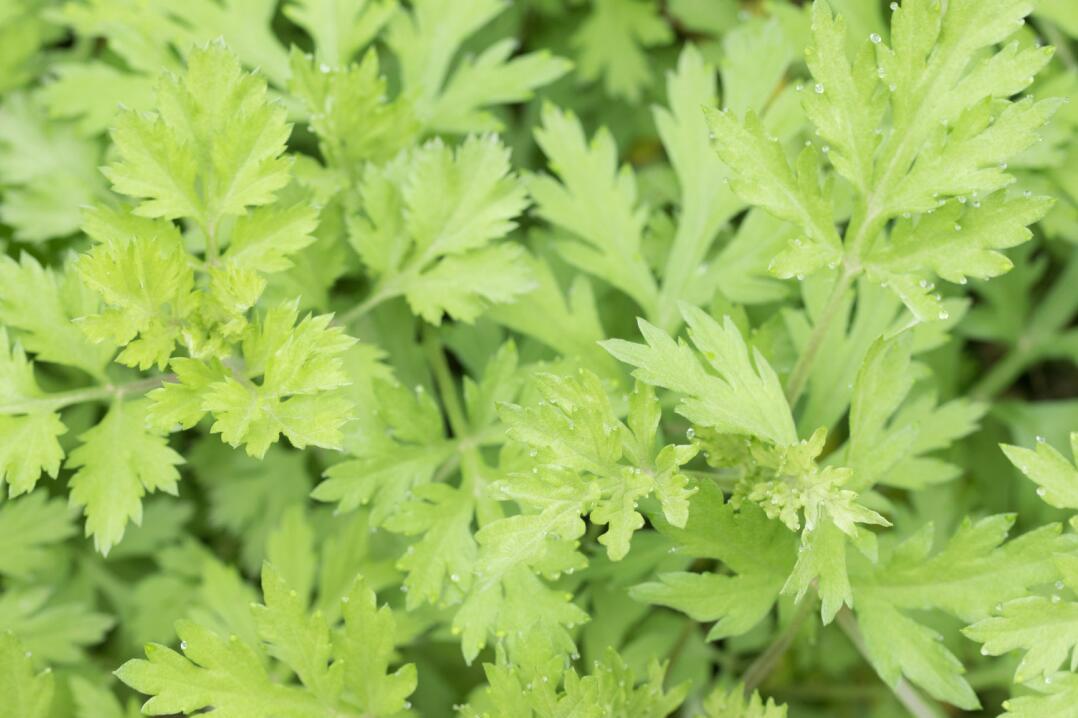 孕妇能吃艾叶糍粑吗