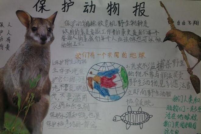 保护动物手抄报