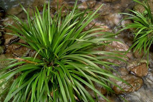石菖蒲治耳鸣偏方