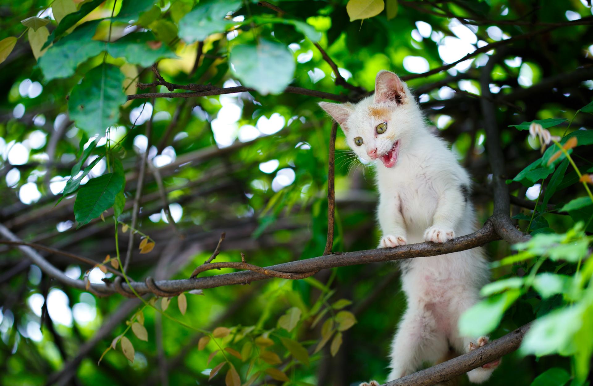 猫与狗的战争作文