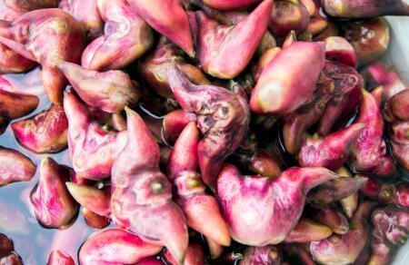 孕妇吃菱角会上火吗