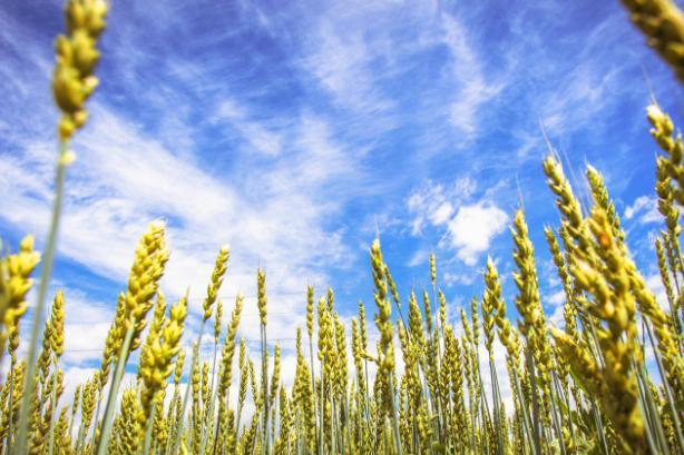 小满的满是什么意思 节气小满是什么意思