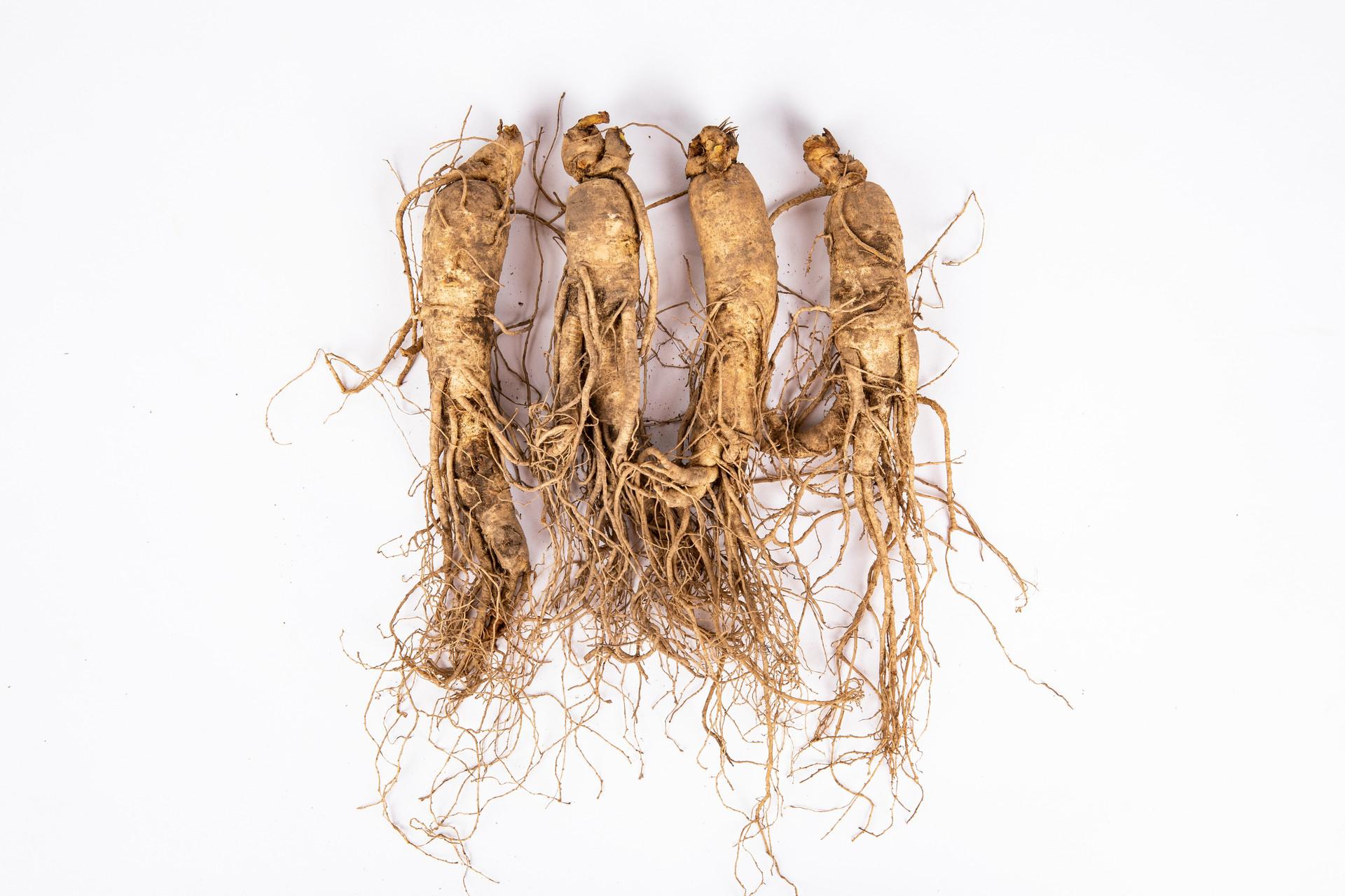 哺乳期吃人参会回奶吗