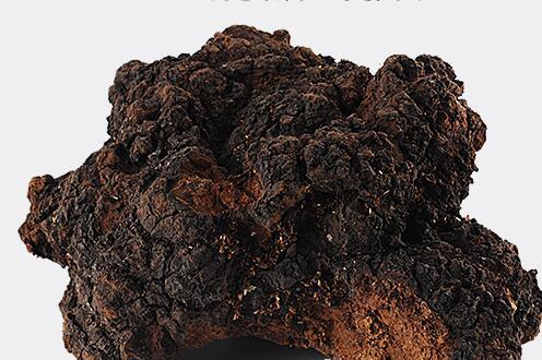 桦树茸为什么中国禁止