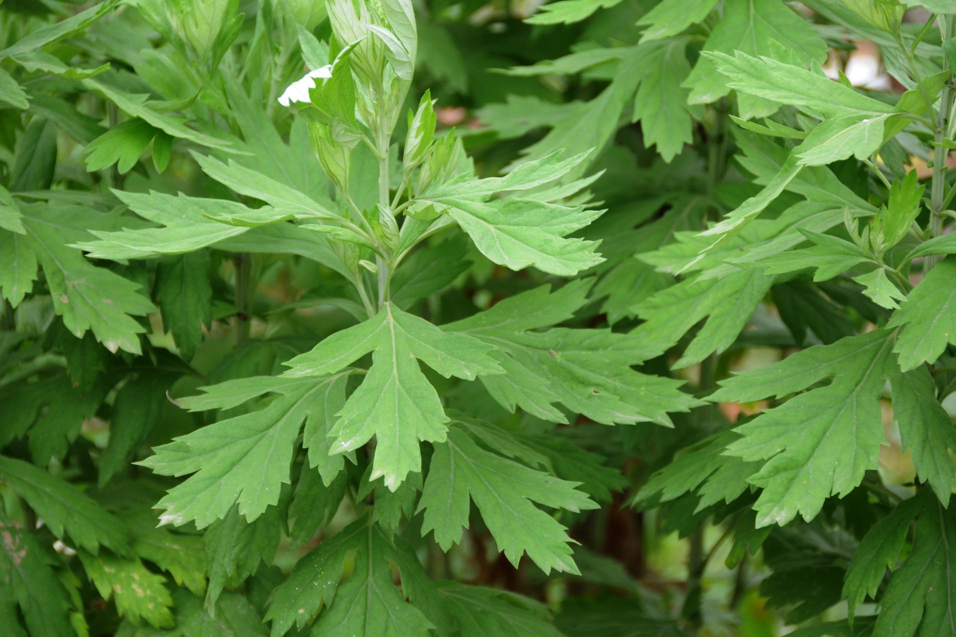 哺乳期吃益母草会回奶吗