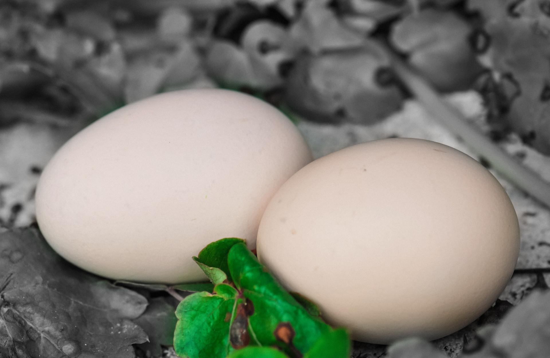 鹅蛋能去胎毒是真的吗