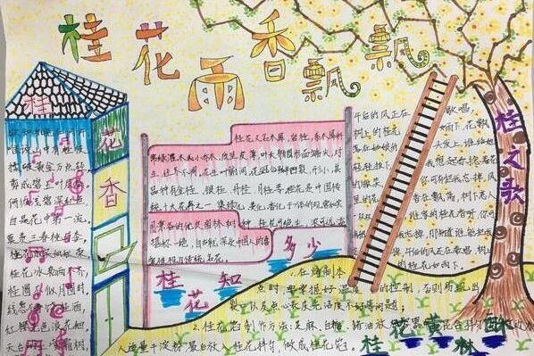 桂花手抄报图片大全