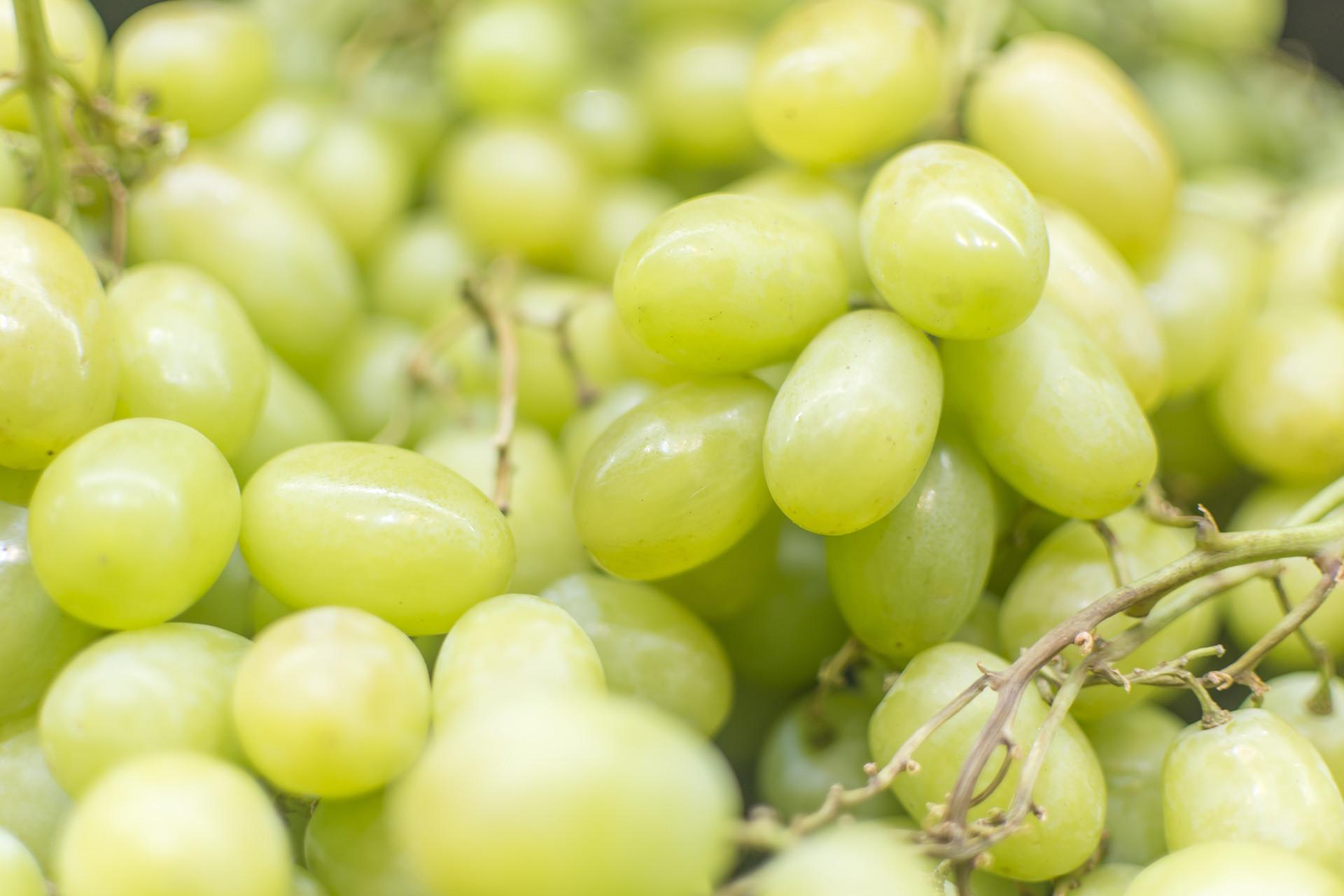 青提和葡萄哪个好