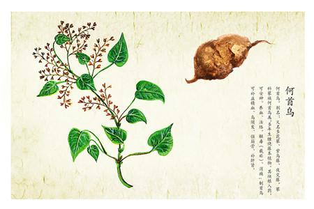 月经期间可以吃何首乌中药吗