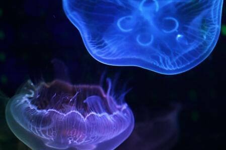 新鲜海蜇怎么处理