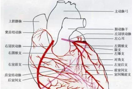心脏供血不足怎么调理？胸闷心脏供血不足怎么办？