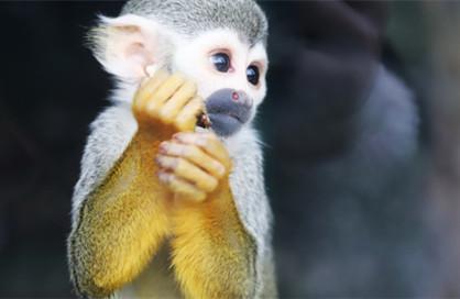 童话故事有哪些：猴子戴手套