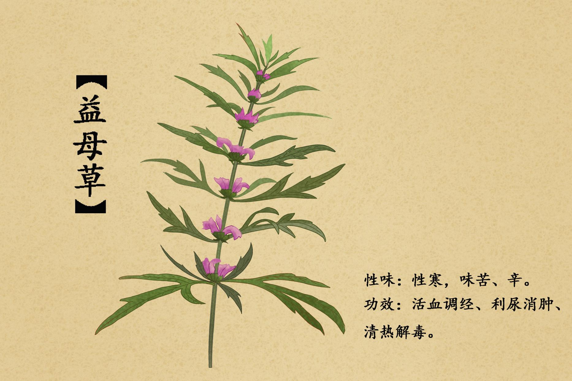 小孩可以吃益母草吗