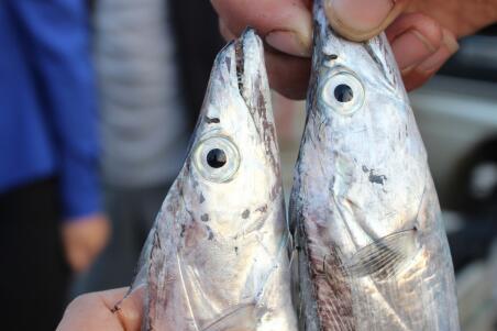 带鱼的鱼籽能吃吗