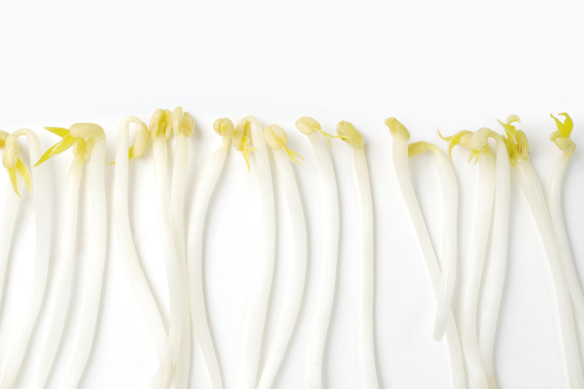 绿豆芽和黄豆芽哪个好