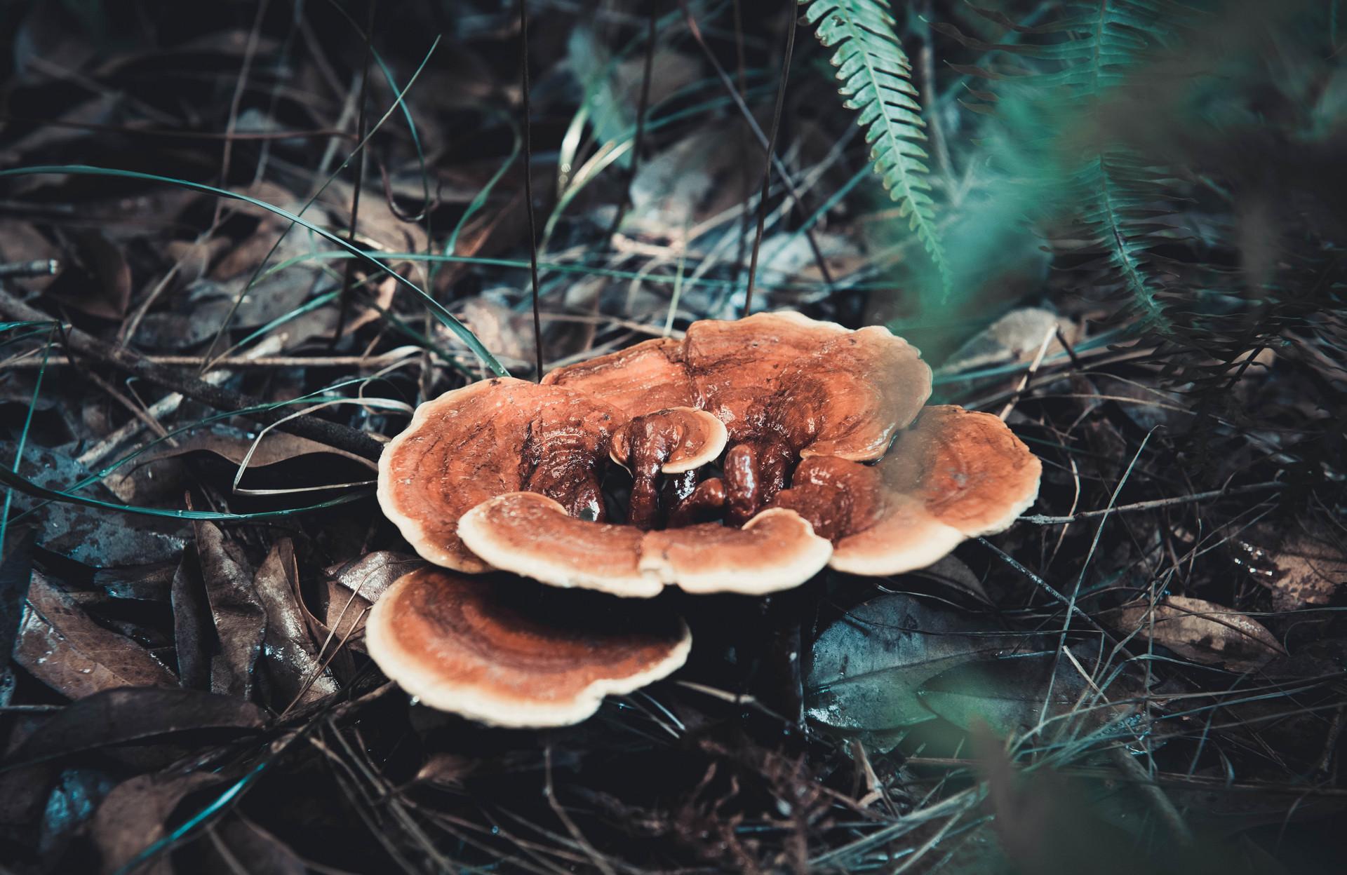 灵芝和灵芝孢子粉有什么区别