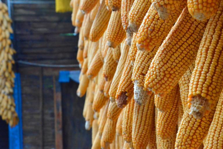 玉米棒属于什么垃圾 玉米芯属于什么垃圾