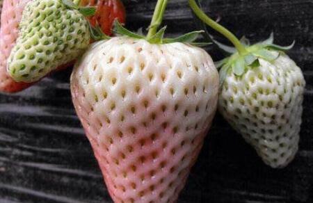 菠萝莓孕妇可以吃吗