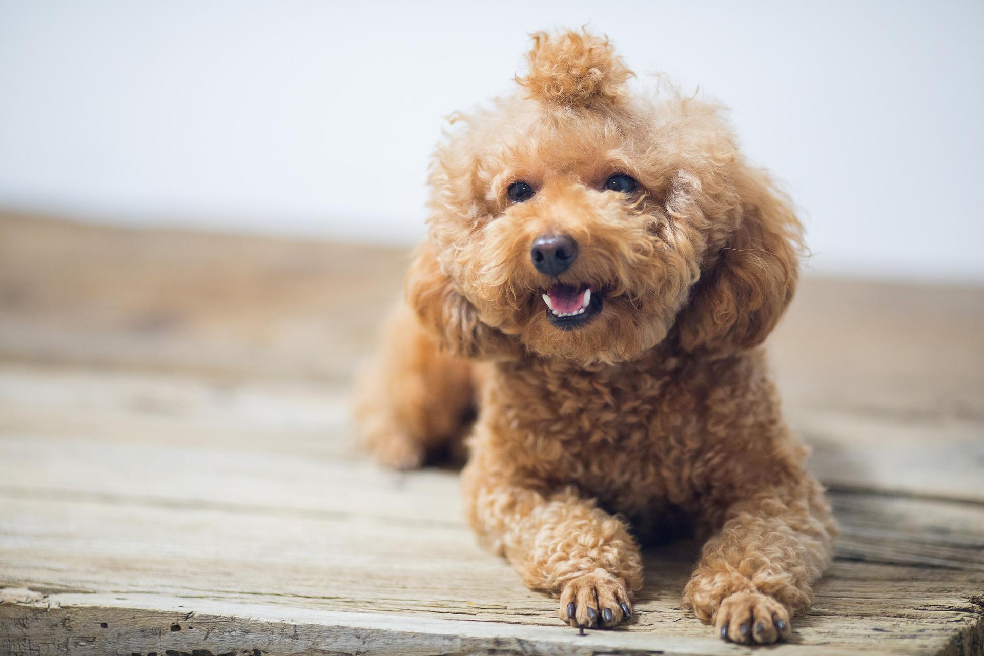 狗指甲抓伤要不要打针 需要接种狂犬疫苗吗