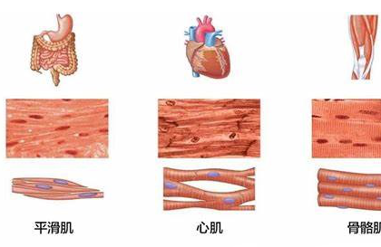 胸疼是怎么回事啊？胸痛是怎么回事？说说梅雨胸痛