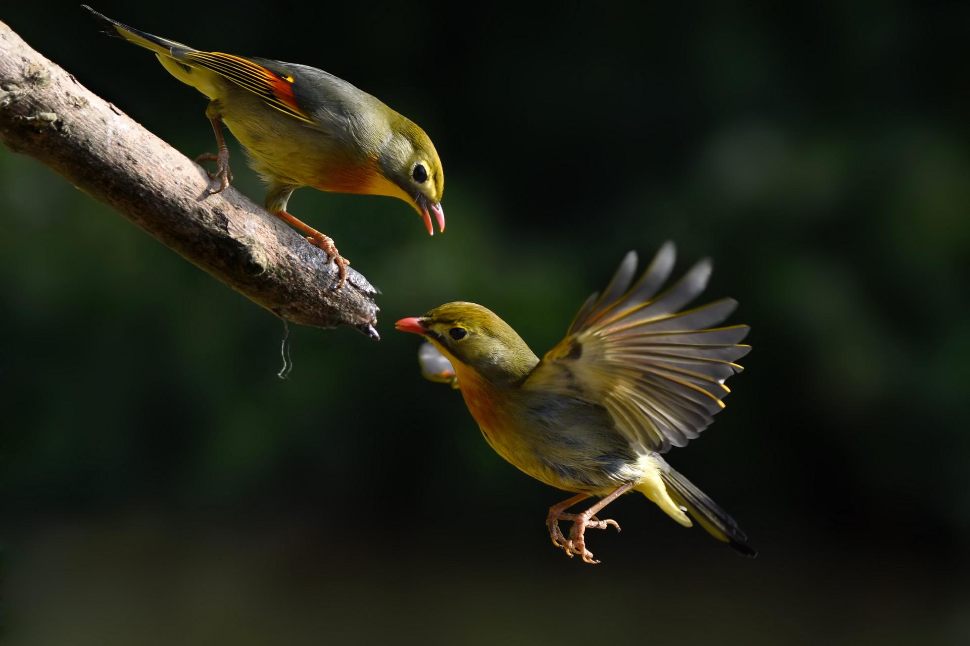 疫情期间能吃斑鸠吗