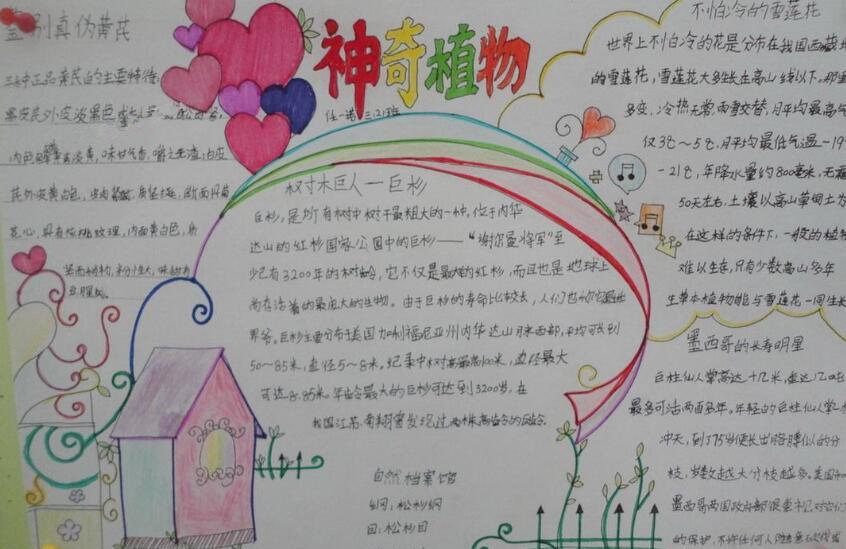 三年级植物手抄报大全