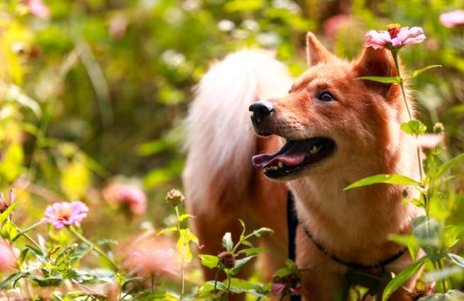 世界狂犬病日是哪天 世界狂犬病日是每年的几月几日