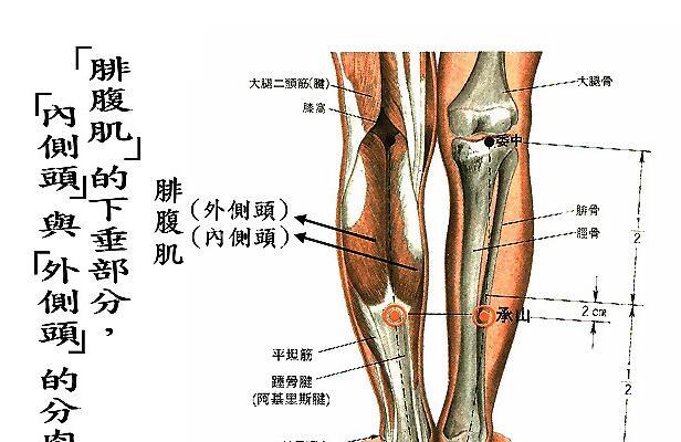 承山的准确位置图