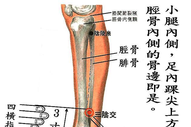 三阴交的准确位置图