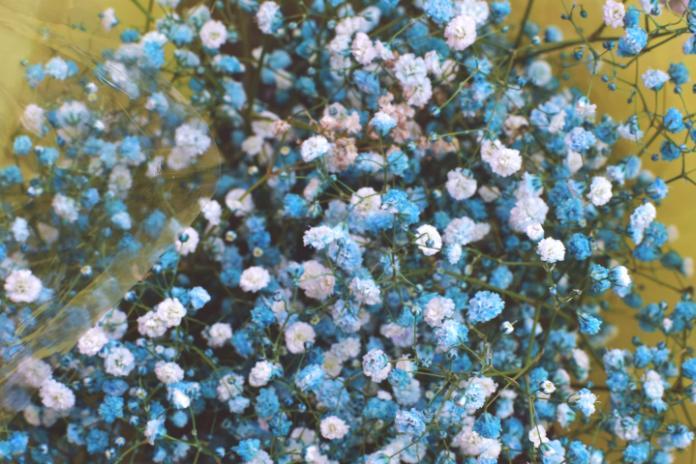 教师节可以送满天星吗 满天星适合送什么人