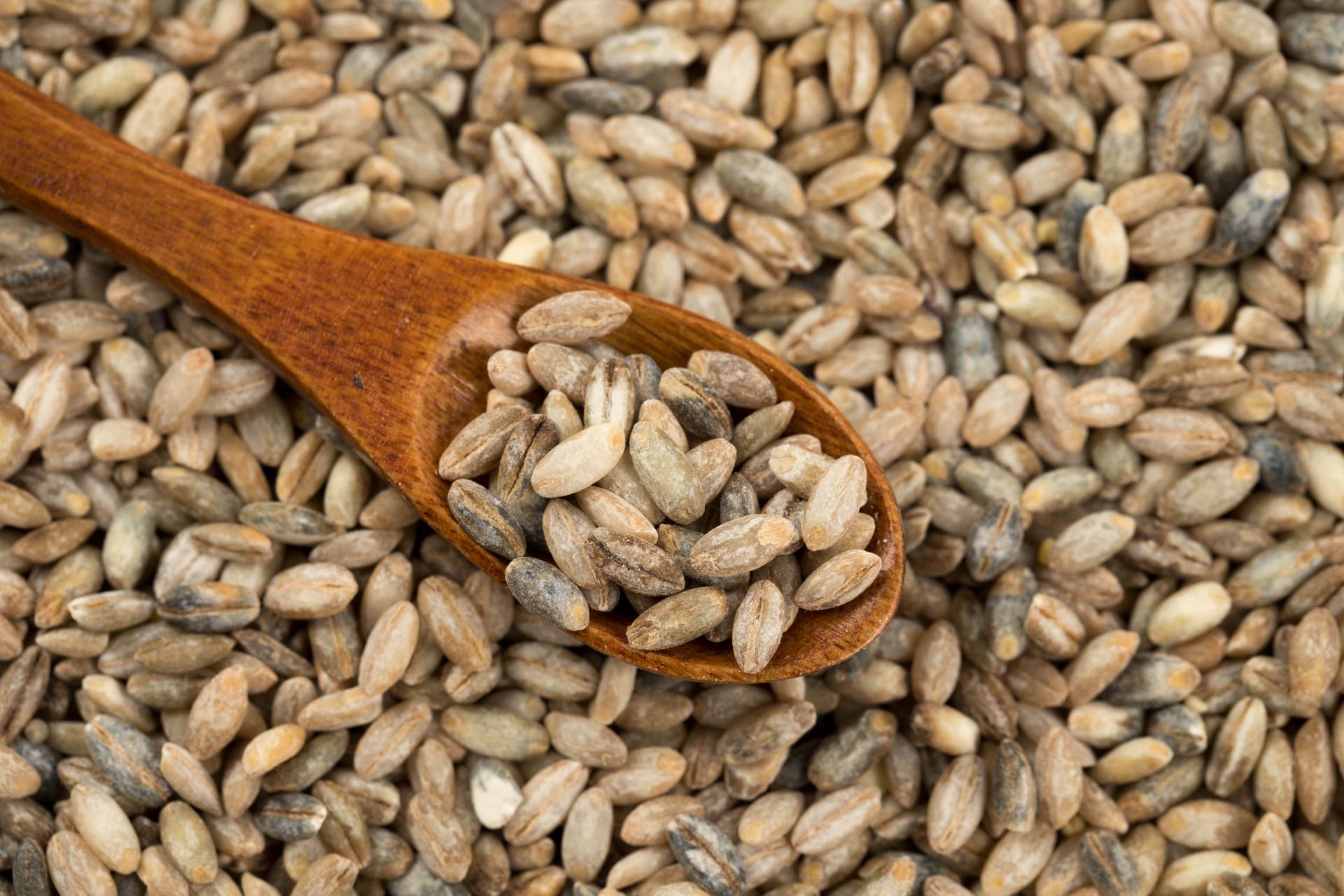 哪些人不适合吃青稞