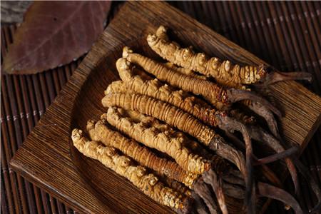 孕妇吃冬虫夏草对胎儿有什么影响