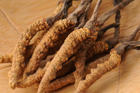 冬虫夏草可以和鹿茸一起吃吗