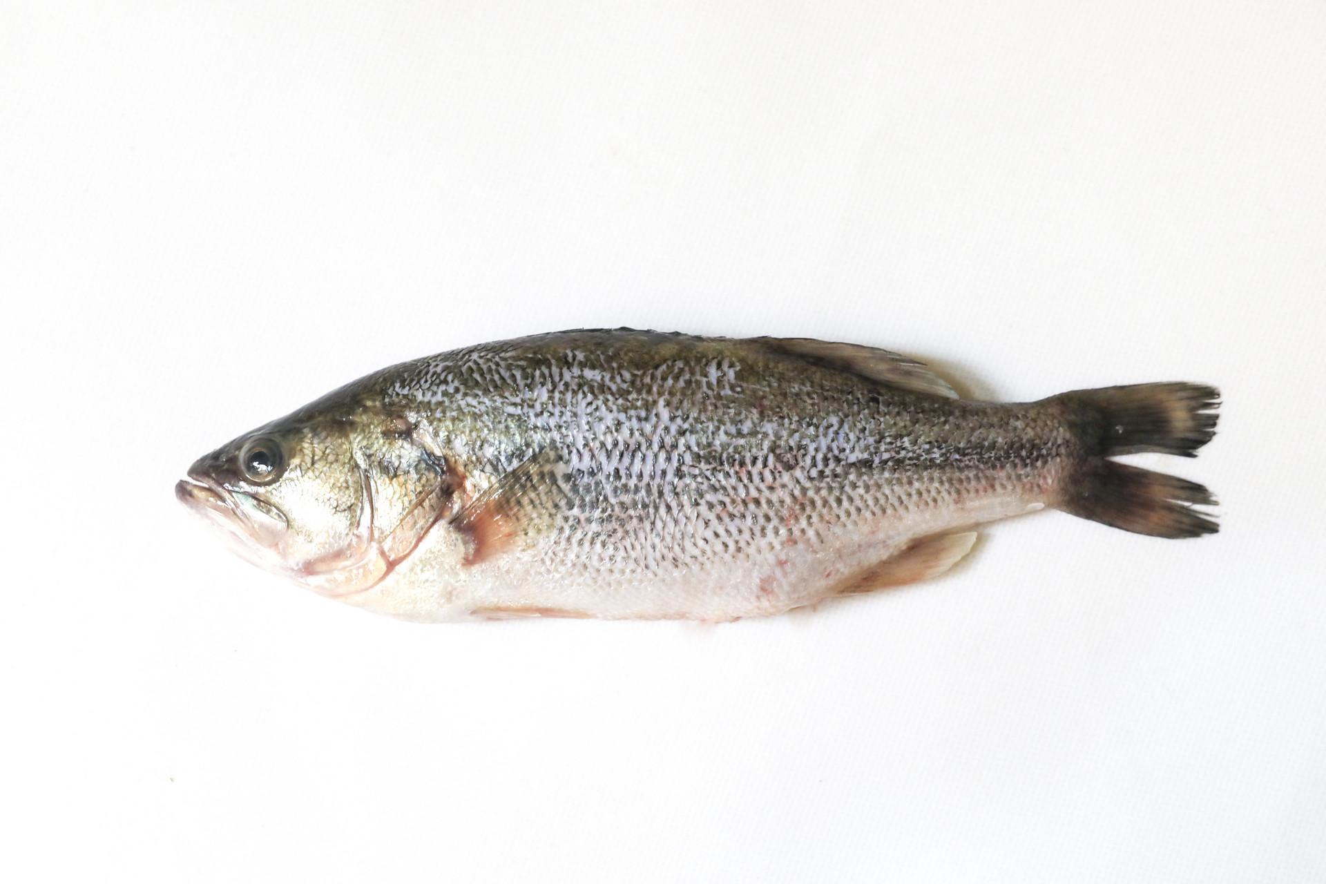 什么人不适合吃鲈鱼 宝宝可以吃吗