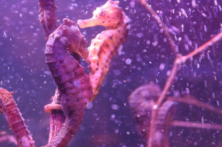 女人宫寒可以吃海马吗