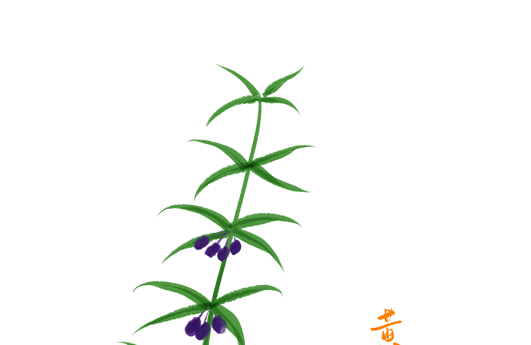 宫寒可以吃黄精吗