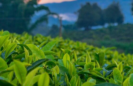 宫寒可以喝绿茶吗