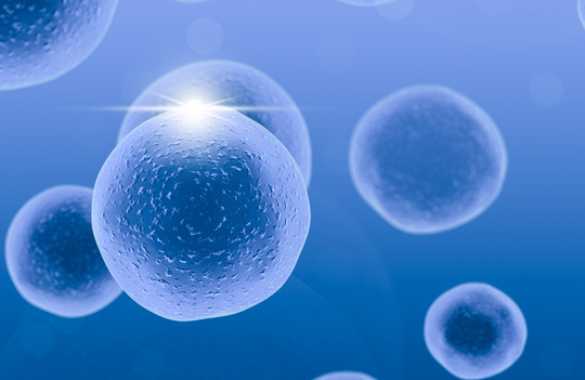 抗卵子抗体是什么意思