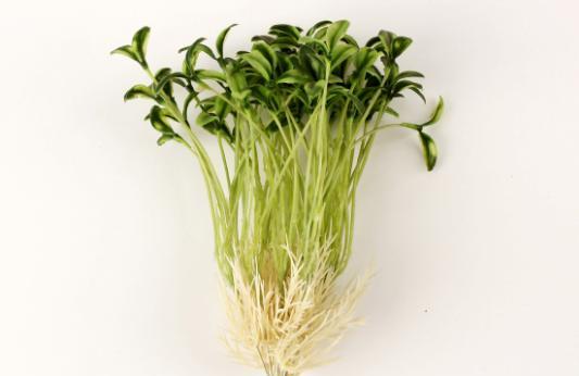 绿豆发芽观察日记7天 绿豆的生长过程日记