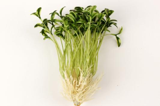 绿豆发芽观察日记7天 绿豆的生长过程日记