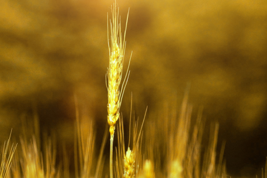 回奶用生麦芽还是炒麦芽好一点