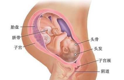 怀孕10个月胎儿b超图