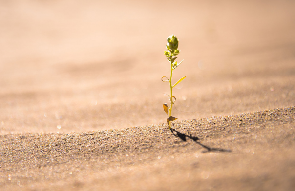 2020年植树节推广口号 2020年植树节宣传口号