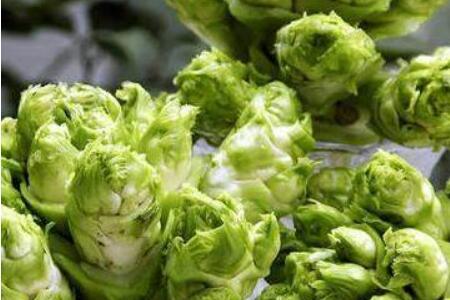 儿菜是榨菜头吗 榨菜和儿菜是不是一种菜