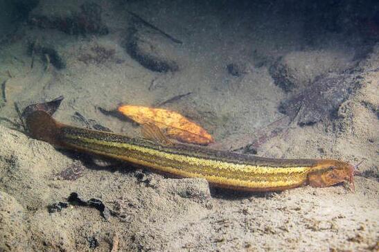 泥鳅怎么养在家里不死